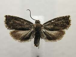 Image of Hickory Shuckworm Moth