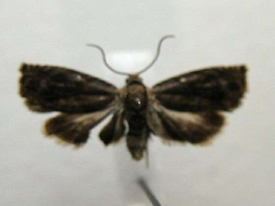 Image of Hickory Shuckworm Moth