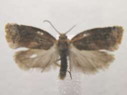 Argyrotaenia velutinana Walker 1863的圖片