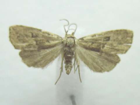 Image of Hypenodes caducus Dyar 1907