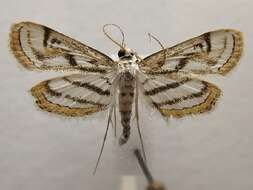 Image of Chestnut-marked Pondweed Moth