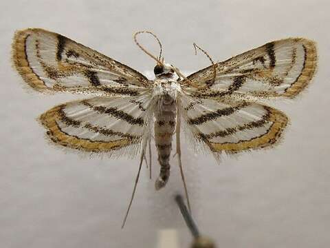 Image of Chestnut-marked Pondweed Moth