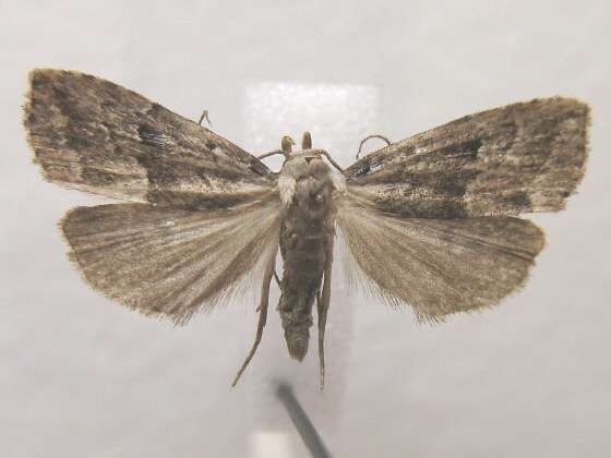 Image of Hypenodes caducus Dyar 1907