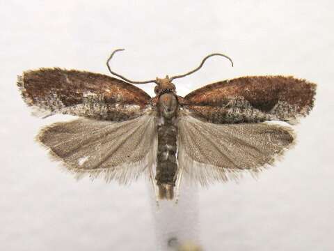 Image of Epinotia septemberana Kearfott 1907