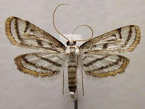 Image of Chestnut-marked Pondweed Moth