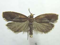 Image of Epinotia septemberana Kearfott 1907