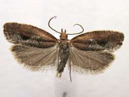 Image of Epinotia septemberana Kearfott 1907