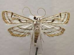 Image of Chestnut-marked Pondweed Moth