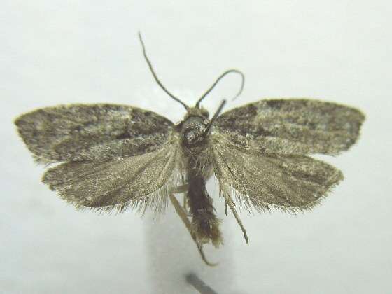 Image of Eastern Black-headed Budworm Moth