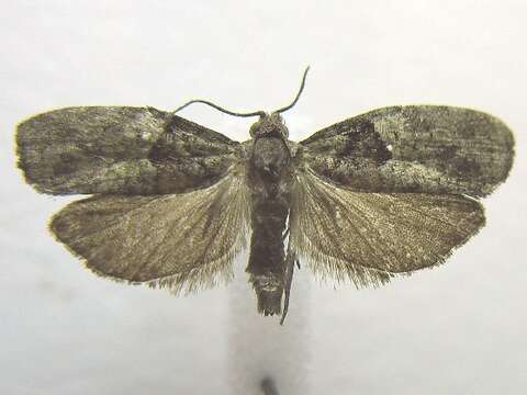 Image of Epinotia medioviridana Kearfott 1908