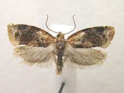 Argyrotaenia velutinana Walker 1863的圖片