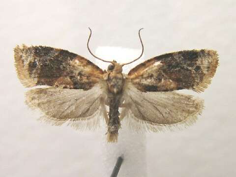 Image de Argyrotaenia velutinana Walker 1863