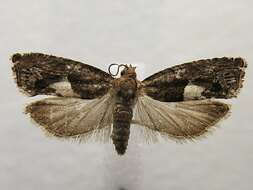 Image of Epinotia momonana Kearfott 1907