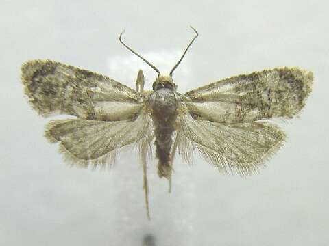 Image de <i>Cochylis hoffmanana</i>