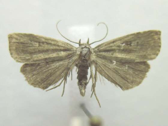 Image of <i>Hypenodes sombrus</i>