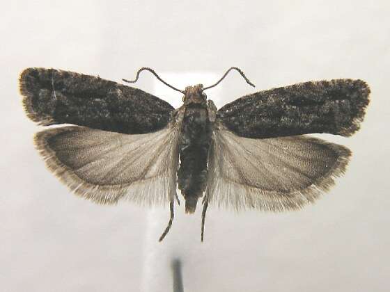 Image of Epinotia crenana