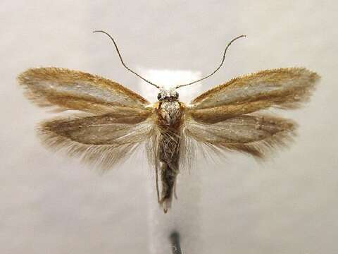 Image of Pine Needle Sheathminer Moth