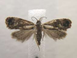 Image de <i>Cochylis hoffmanana</i>