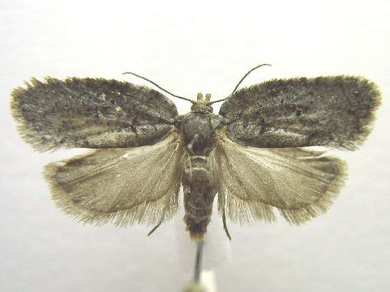 Image of Acleris chalybeana Fernald 1882