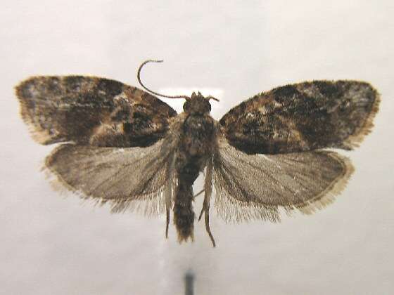 Image de Argyrotaenia velutinana Walker 1863