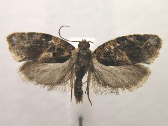 Argyrotaenia velutinana Walker 1863的圖片