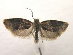 Argyrotaenia velutinana Walker 1863的圖片