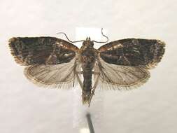 Image de Argyrotaenia velutinana Walker 1863