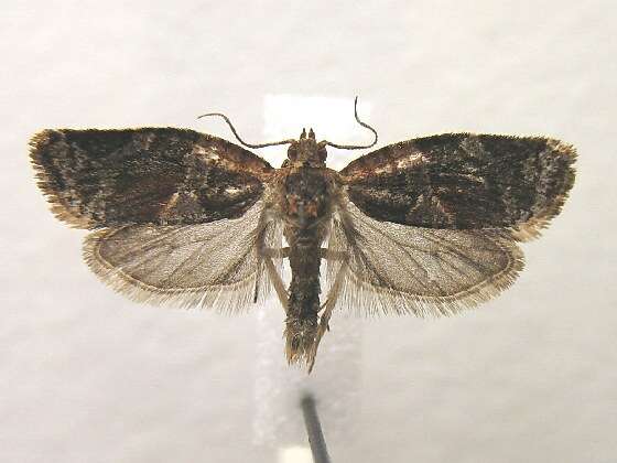 Argyrotaenia velutinana Walker 1863的圖片