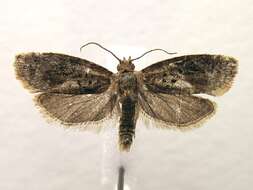 Image de Argyrotaenia velutinana Walker 1863