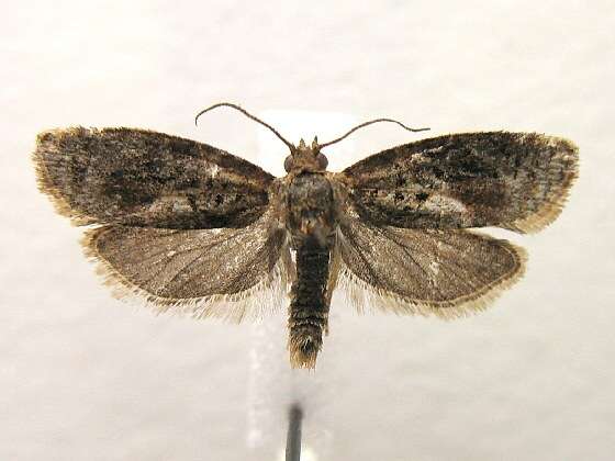 Argyrotaenia velutinana Walker 1863的圖片