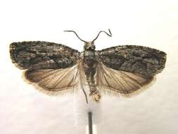 Image of Gretchena deludana Clemens 1864