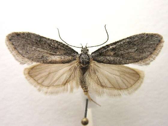 Image of Dull Flatbody Moth