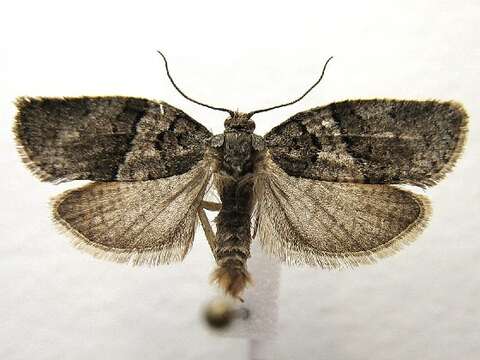 Image of Black-and-grey Banded Leafroller