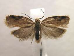 Image of strawberry tortrix moth