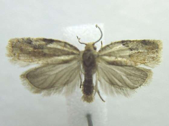 Image of strawberry tortrix moth