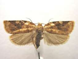 Image of Fruit-Tree Leafroller Moth