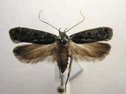Image of Pale-headed Aspen Leafroller Moth
