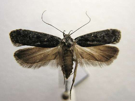 Image of Pale-headed Aspen Leafroller Moth
