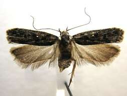 Image of Pale-headed Aspen Leafroller Moth
