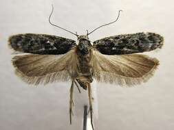 Image of Pale-headed Aspen Leafroller Moth