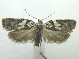 Image of Eastern Black-headed Budworm Moth