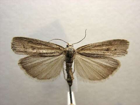 Image of Sod Webworm