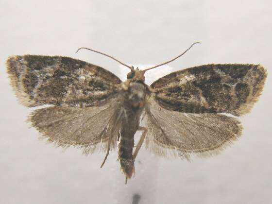 Image de Argyrotaenia velutinana Walker 1863