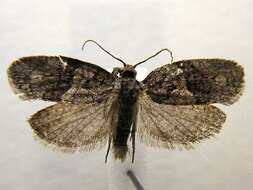 Image of Black-and-grey Banded Leafroller