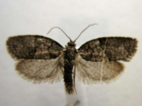 Image of Black-and-grey Banded Leafroller