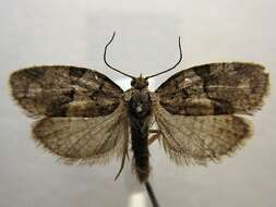 Image of Black-and-grey Banded Leafroller