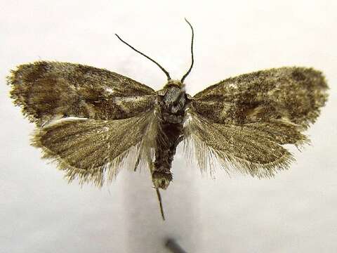 Image of <i>Cochylis temerana</i>