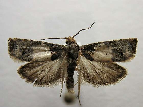 Image of Goldenrod Gall Moth