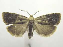 Image of Cydia fletcherana Kearfott 1907