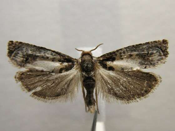 Image of Goldenrod Gall Moth